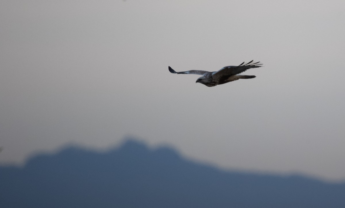 毛足鵟 - ML647065755