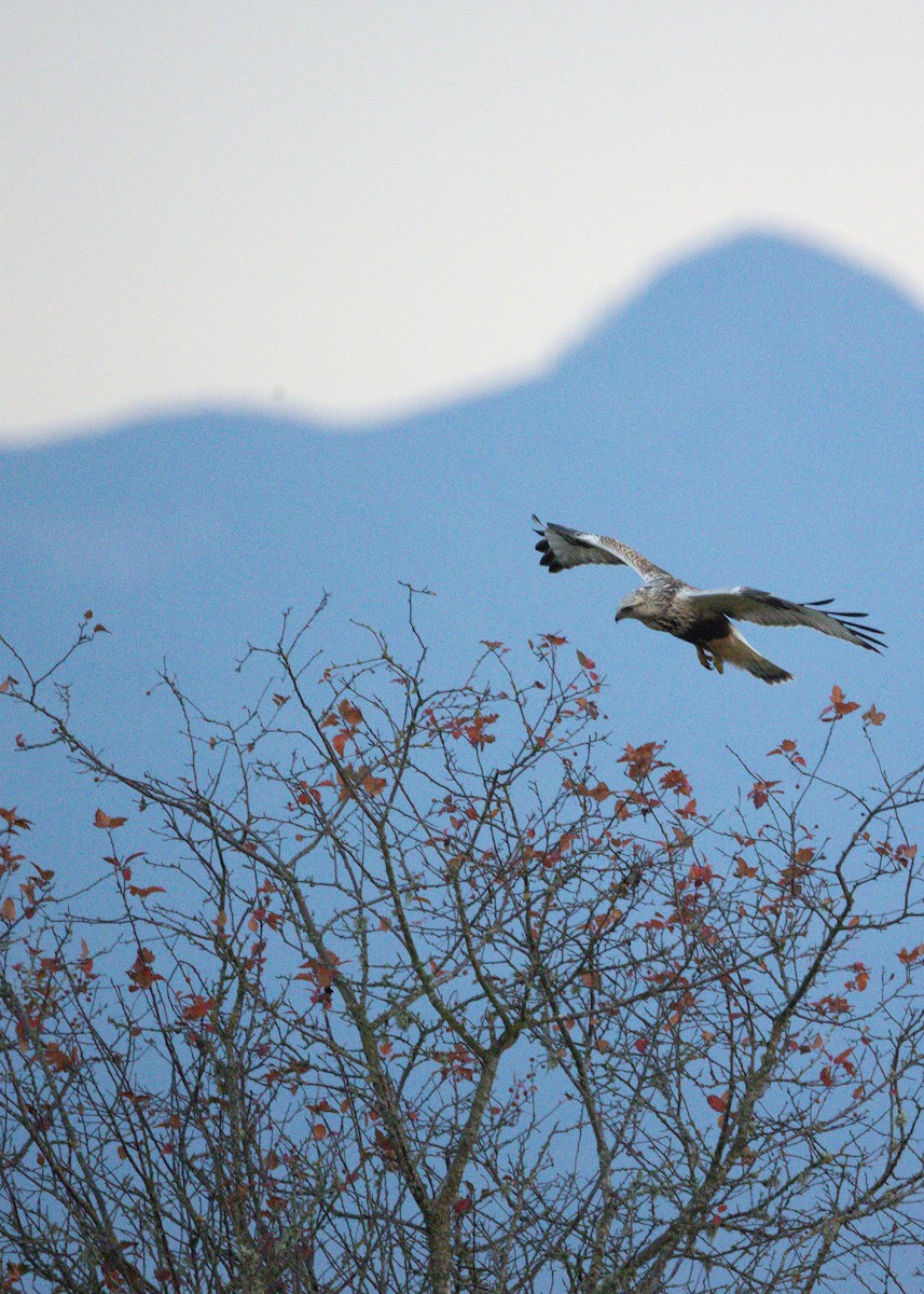 毛足鵟 - ML647065756