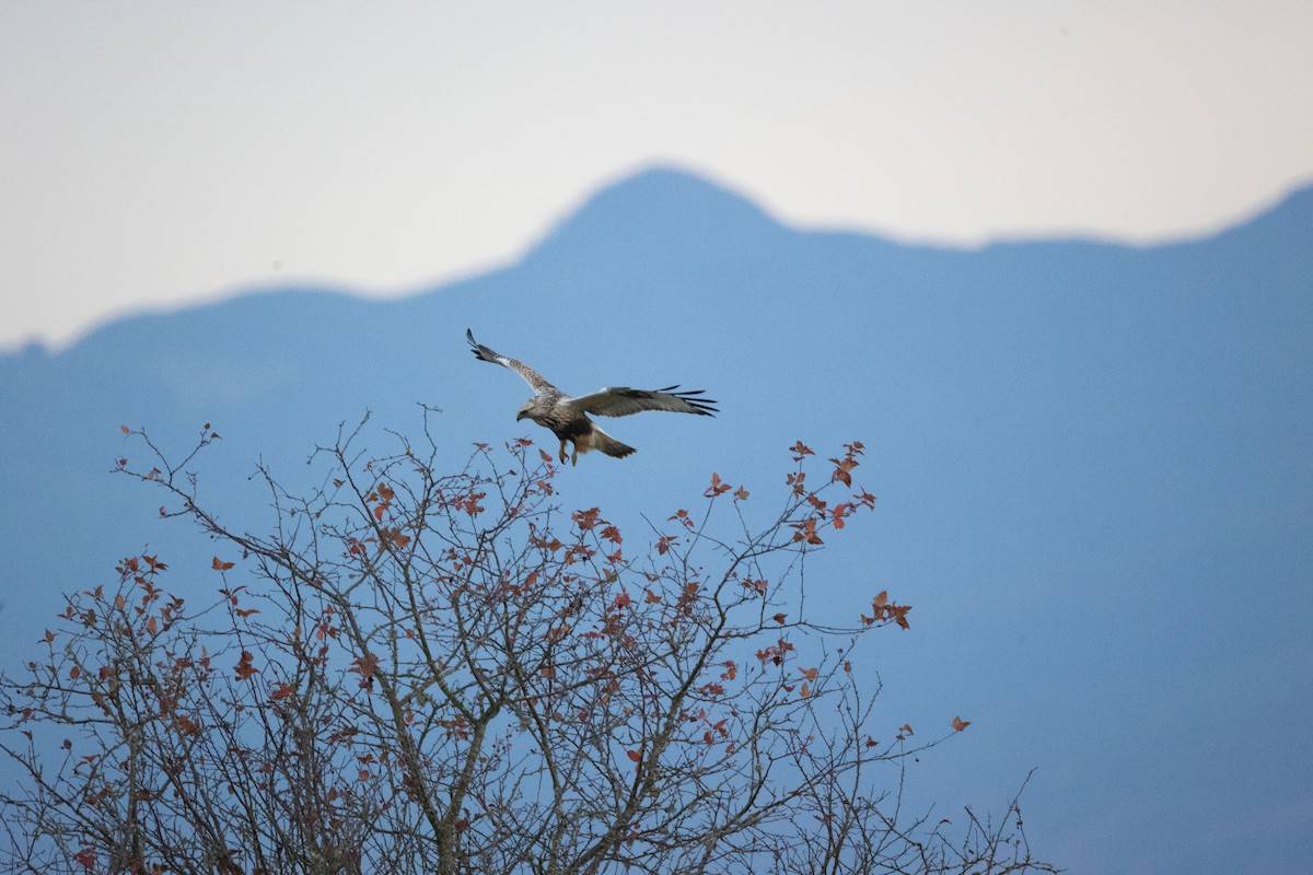 毛足鵟 - ML647065757