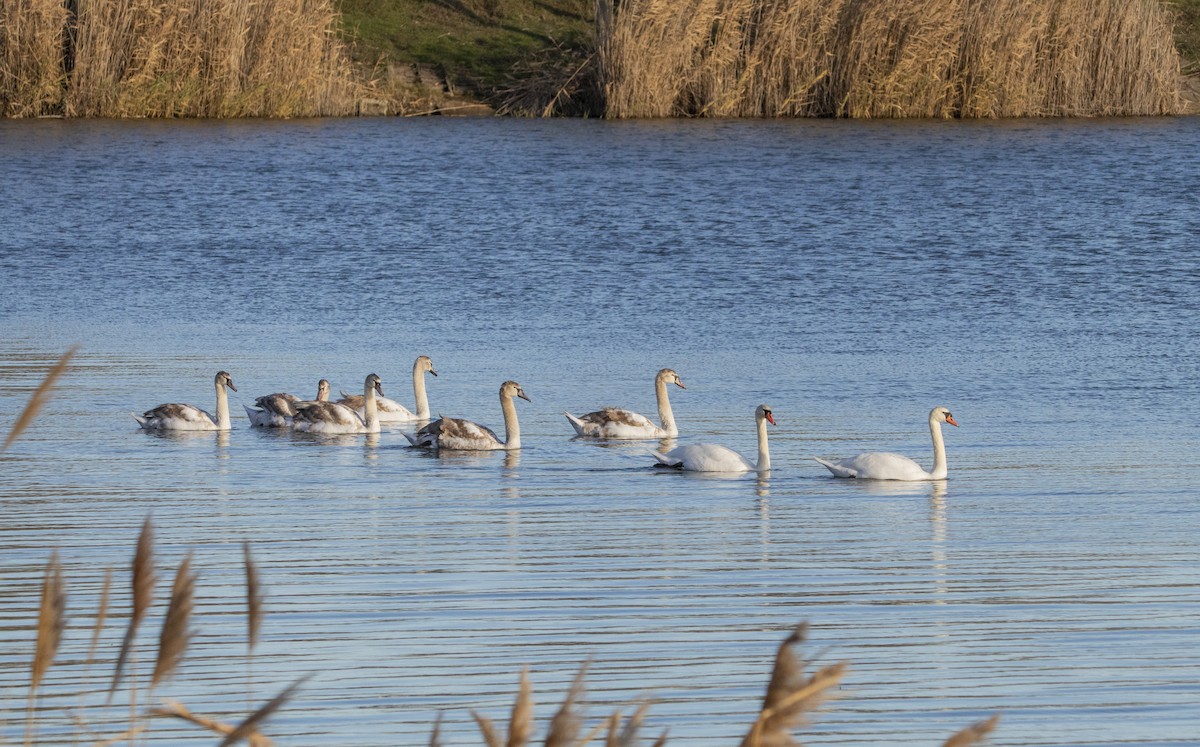 Mute Swan - ML647065760