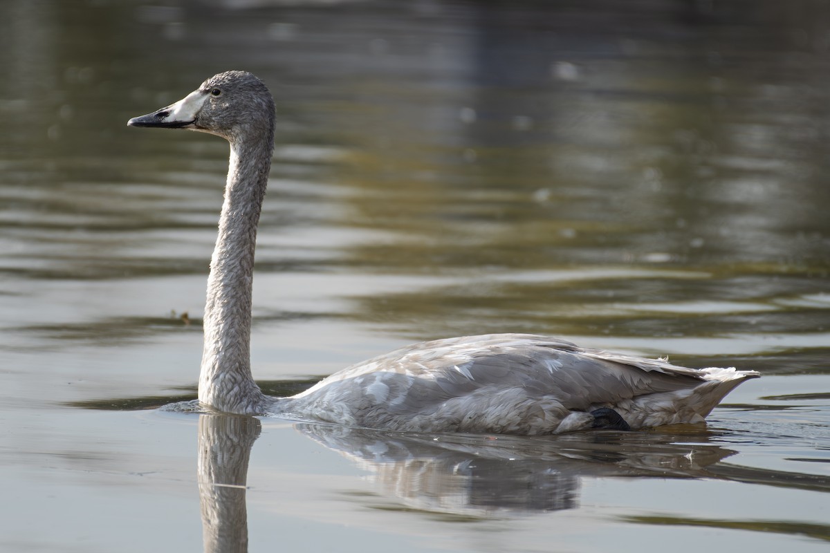 Whooper Swan - ML647065771