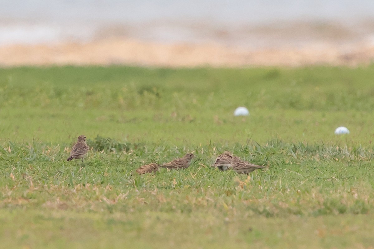 Mongolian Short-toed Lark - ML647065772