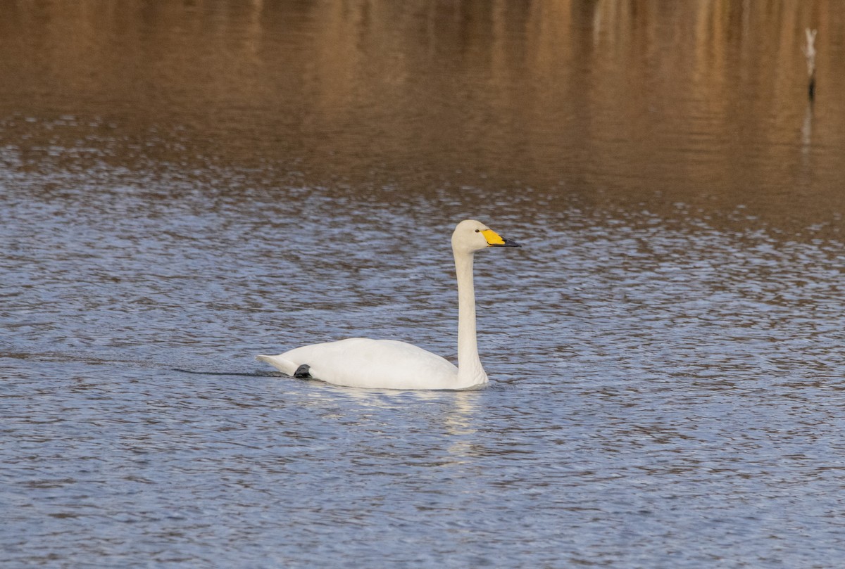 Whooper Swan - ML647065773
