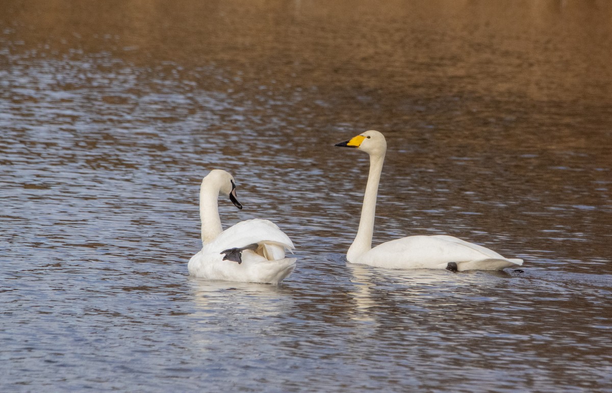 Whooper Swan - ML647065774