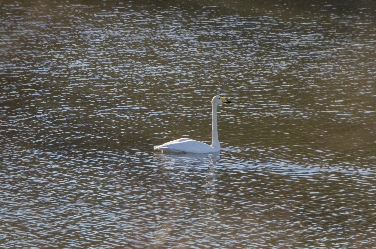 Whooper Swan - ML647065775