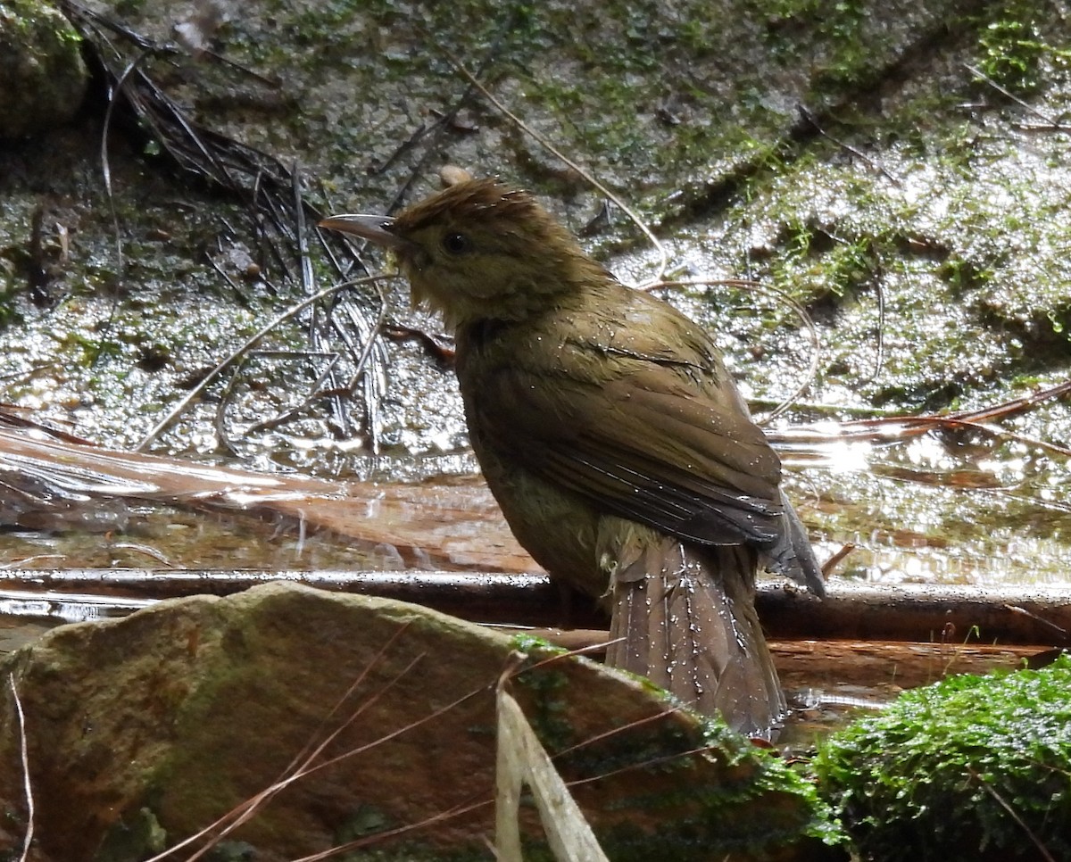 Olive Bulbul - ML647065777