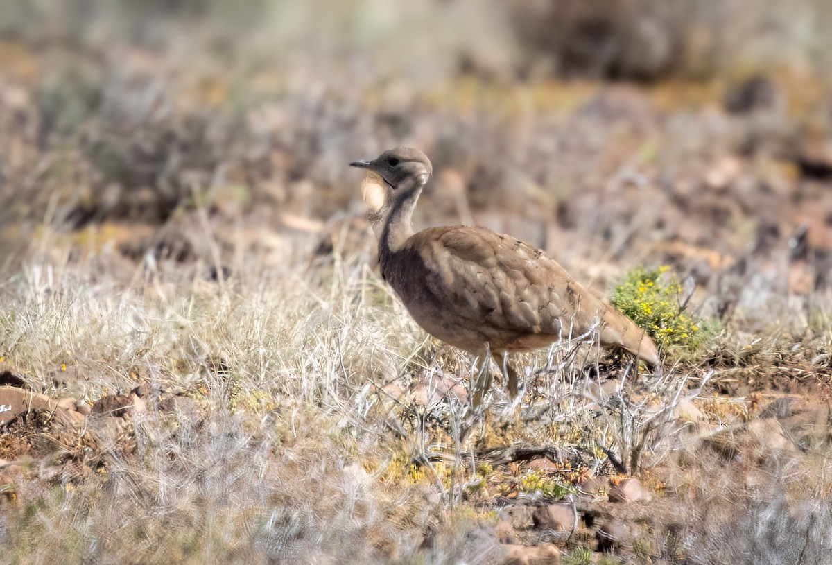Karoo Bustard - ML647065778
