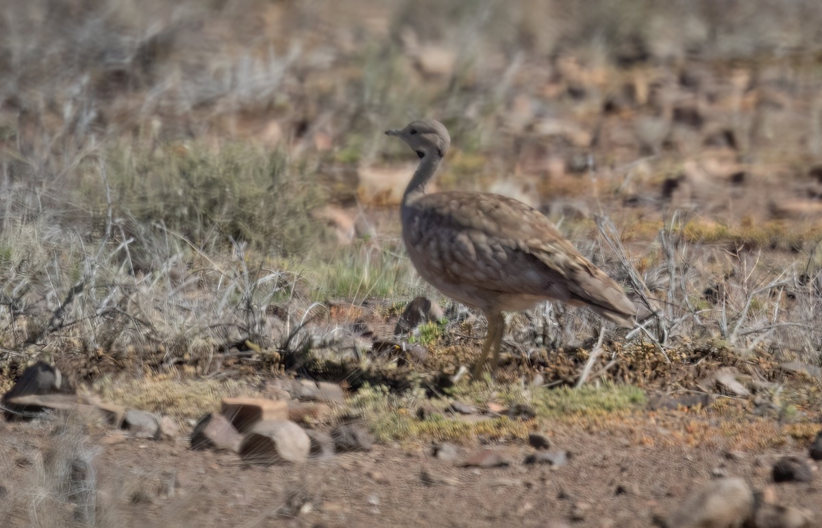 Karoo Bustard - ML647065779