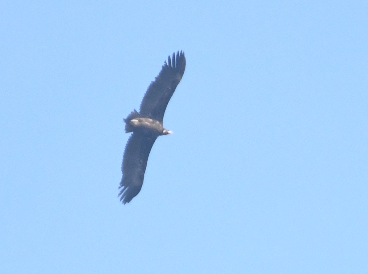 Buitre Negro - ML647065783