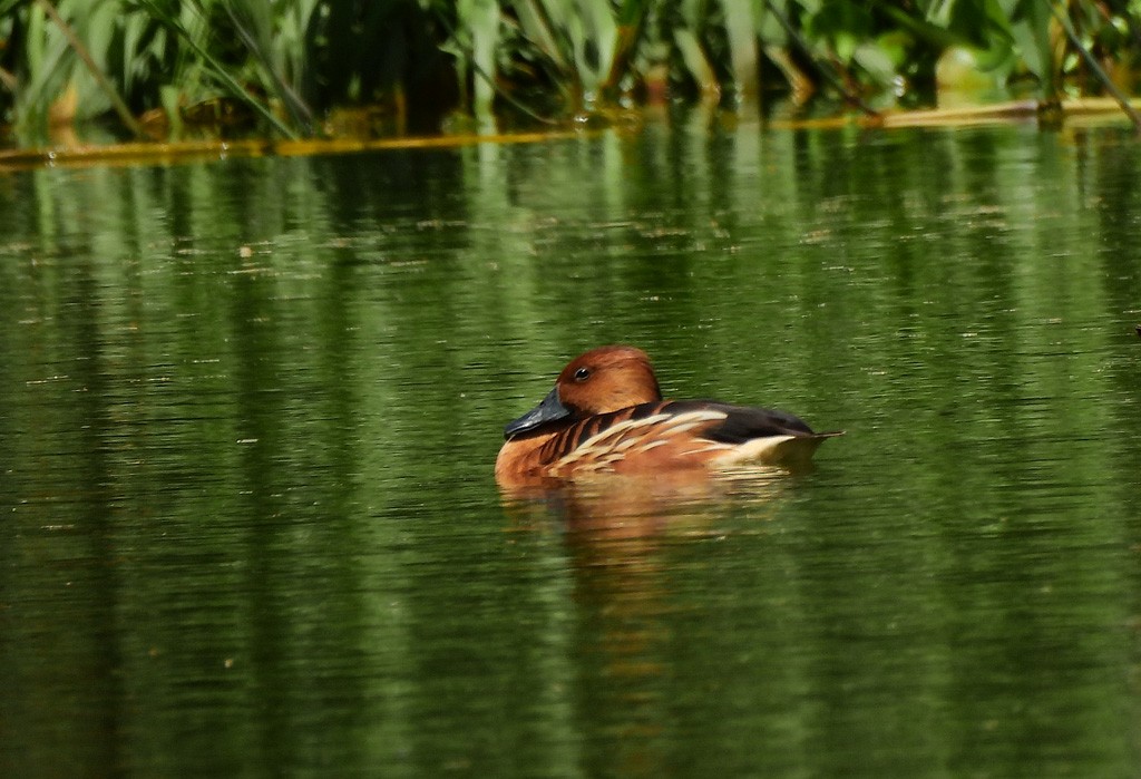 Suirirí Bicolor - ML647065784