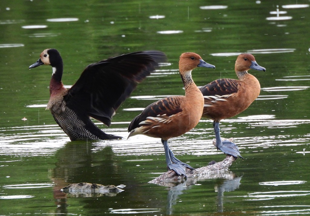 Suirirí Bicolor - ML647065785