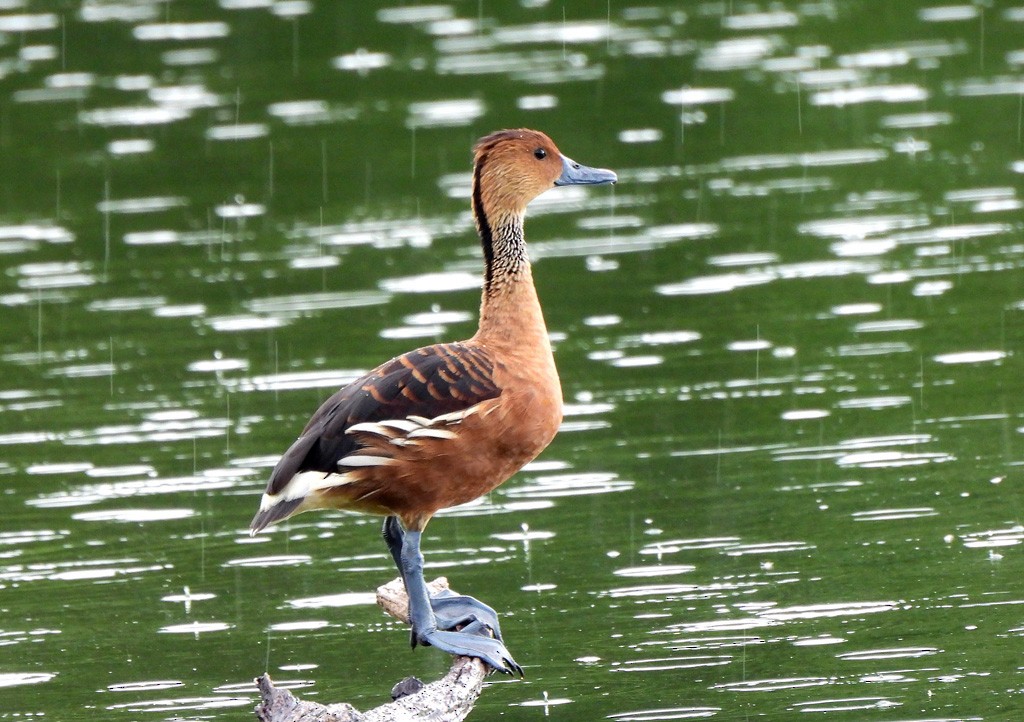 Suirirí Bicolor - ML647065786