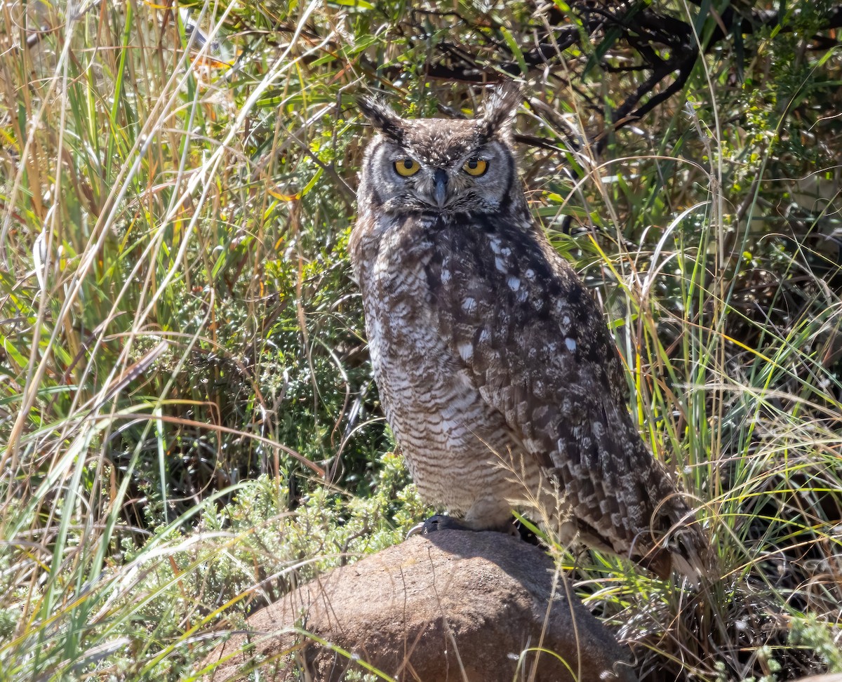 Spotted Eagle-Owl - ML647065787