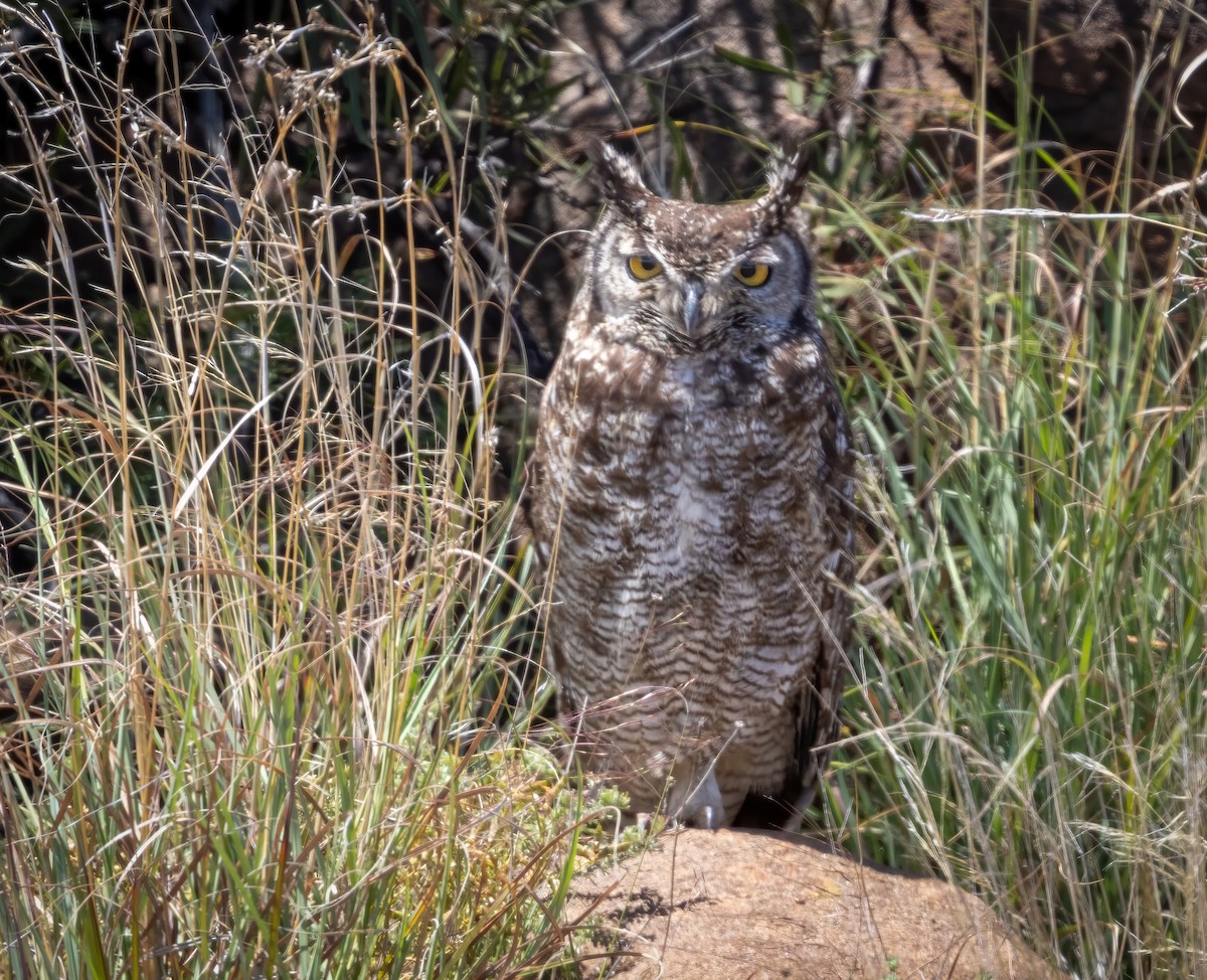 Spotted Eagle-Owl - ML647065788