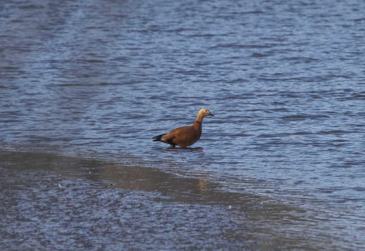 Rostgans - ML647065789