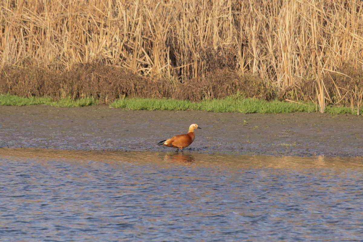 Rostgans - ML647065790