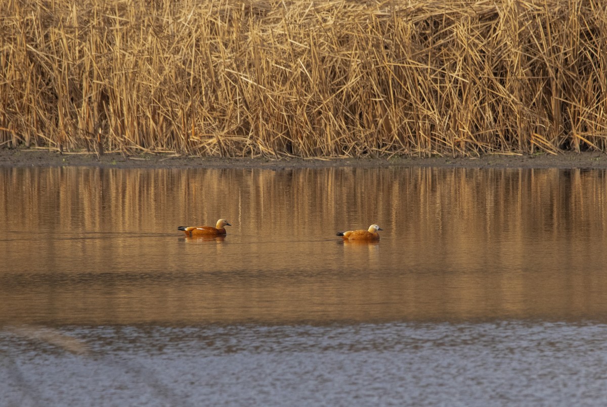 Rostgans - ML647065791