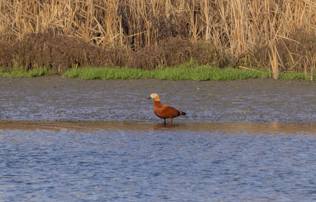 Rostgans - ML647065792