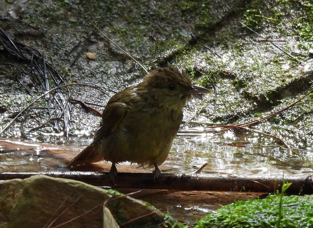 Olive Bulbul - ML647065800