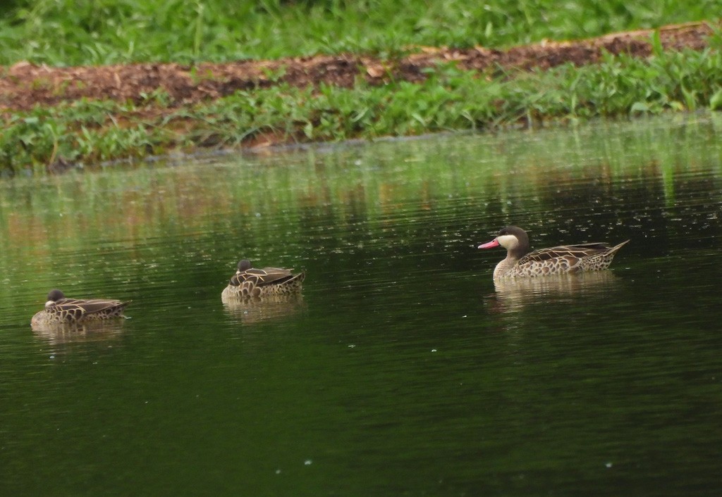 שרשיר אדום-מקור - ML647065805