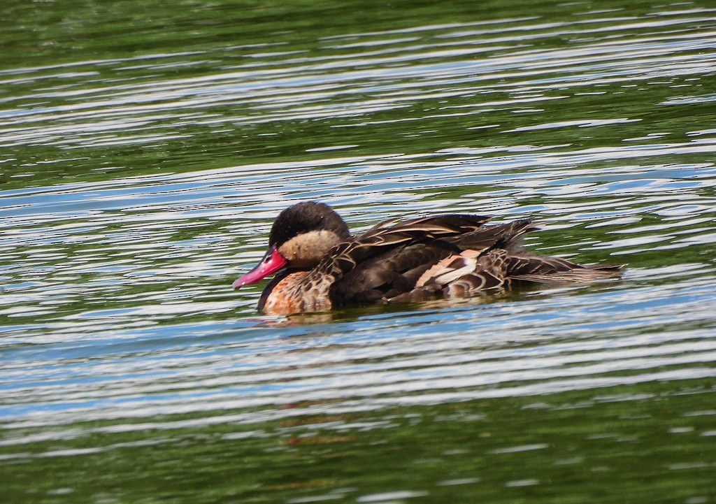 שרשיר אדום-מקור - ML647065806