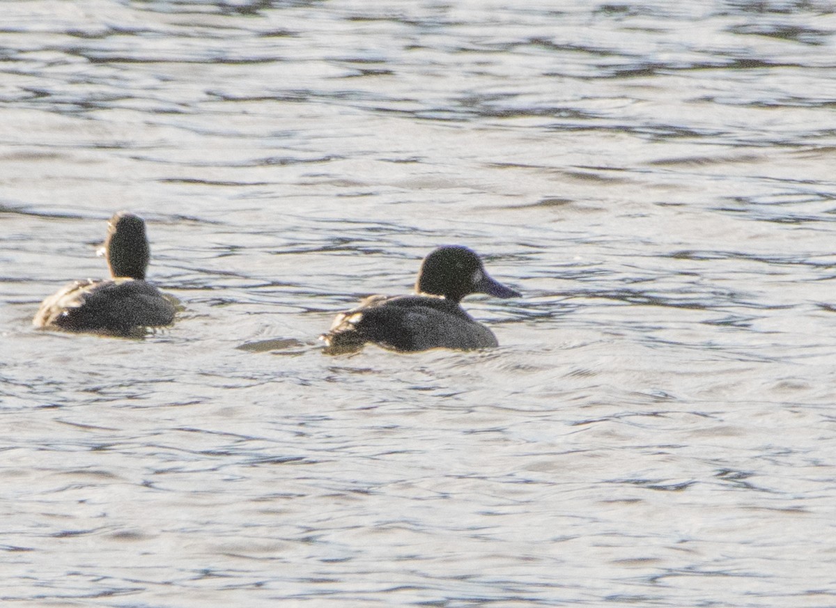 Aythya sp. - ML647065810