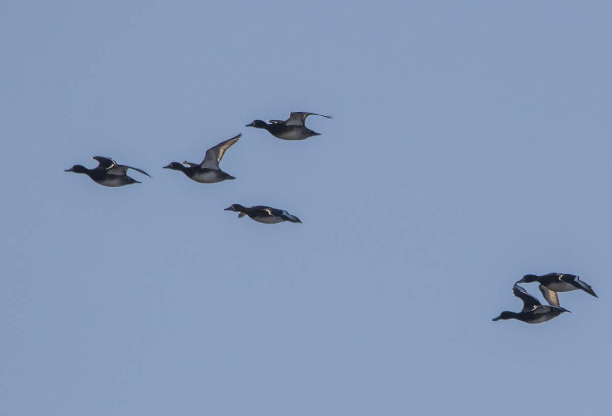 Aythya sp. - ML647065811