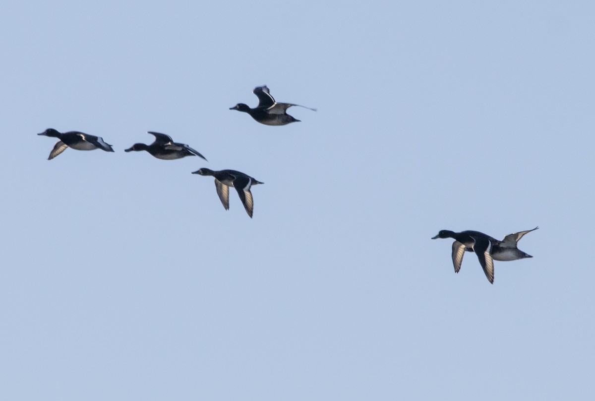 Aythya sp. - ML647065812