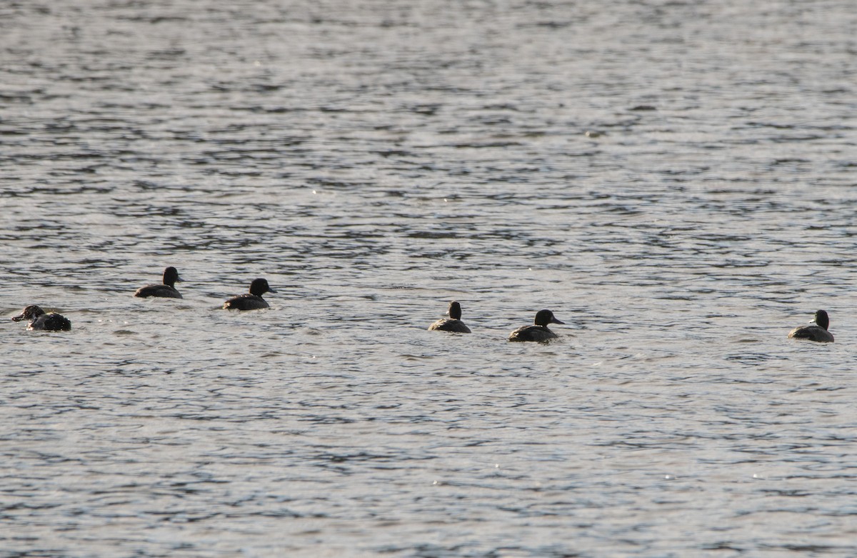 Aythya sp. - ML647065813