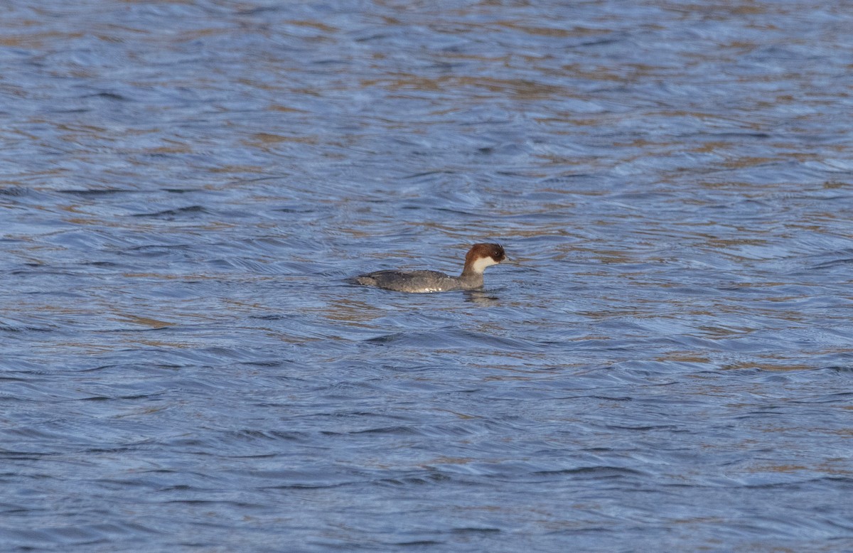 Smew - ML647065818