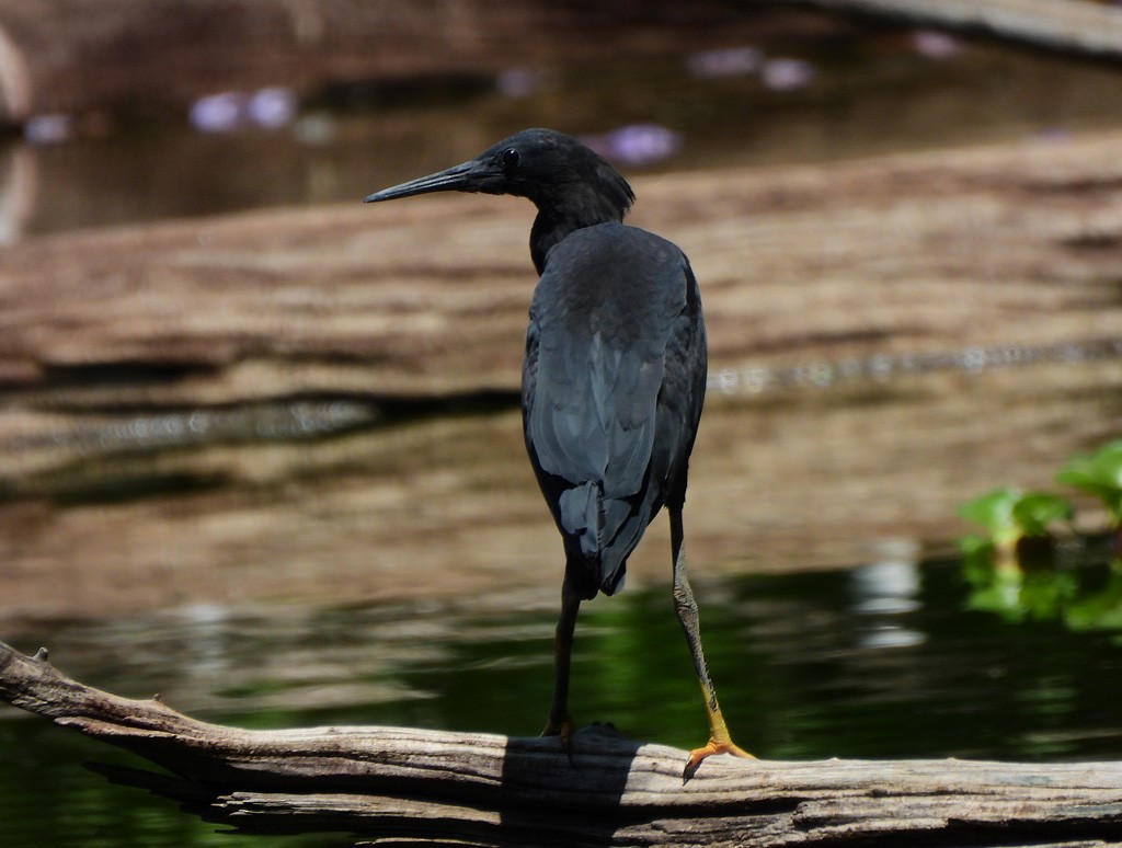 Black Heron - ML647065819