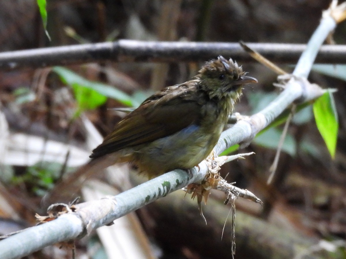 Olive Bulbul - ML647065821