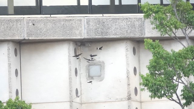 rorýs domovní - ML647065823