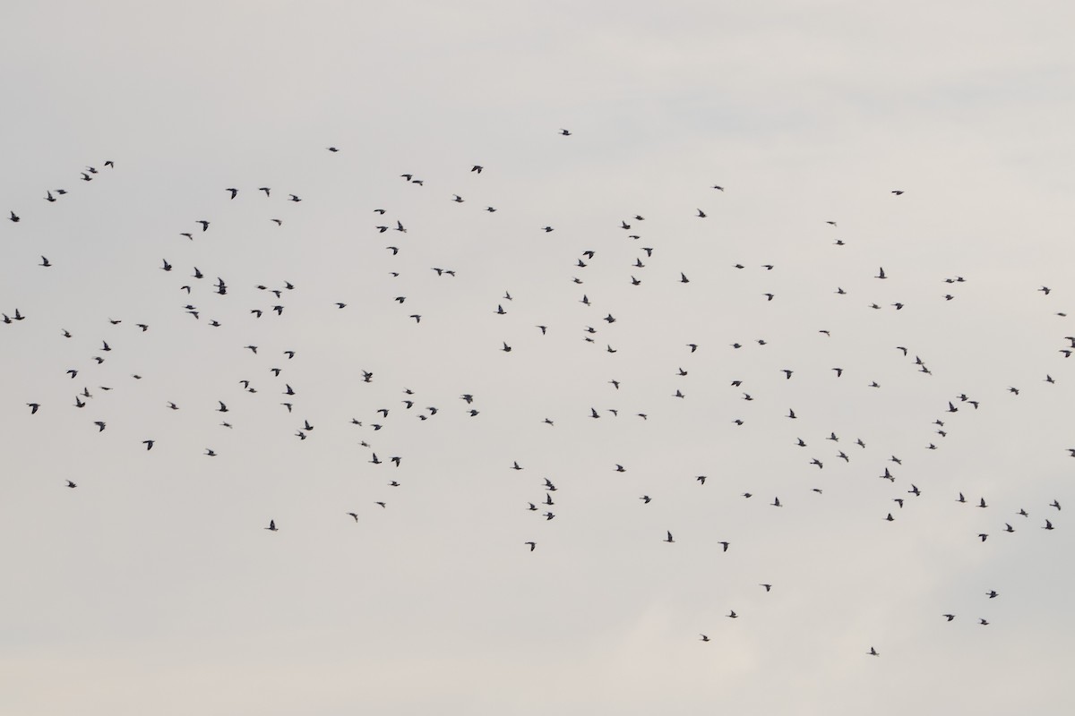 Ringeltaube - ML647065830