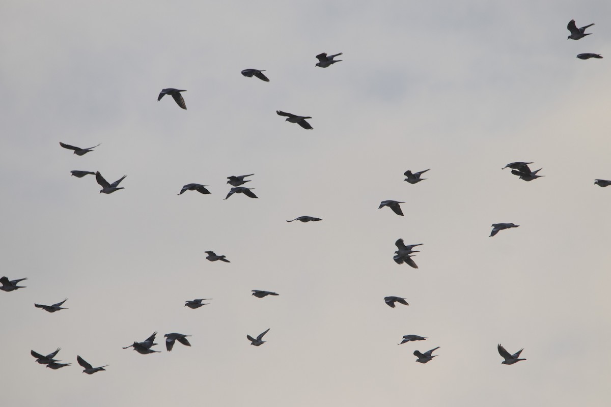 Ringeltaube - ML647065831