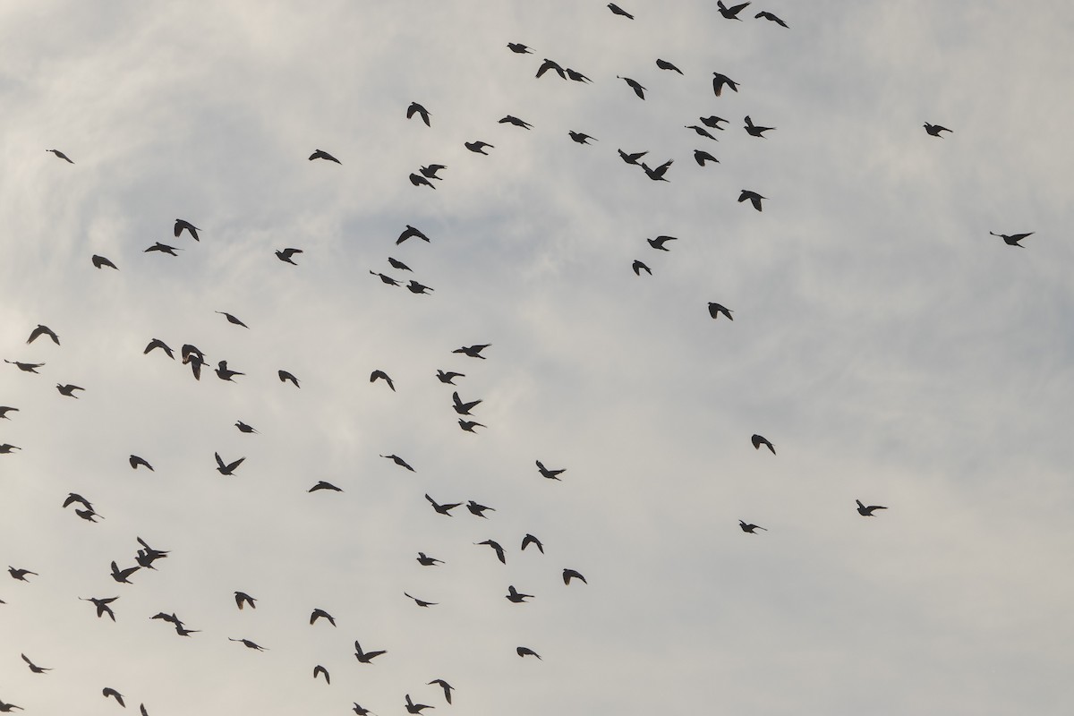 Ringeltaube - ML647065832