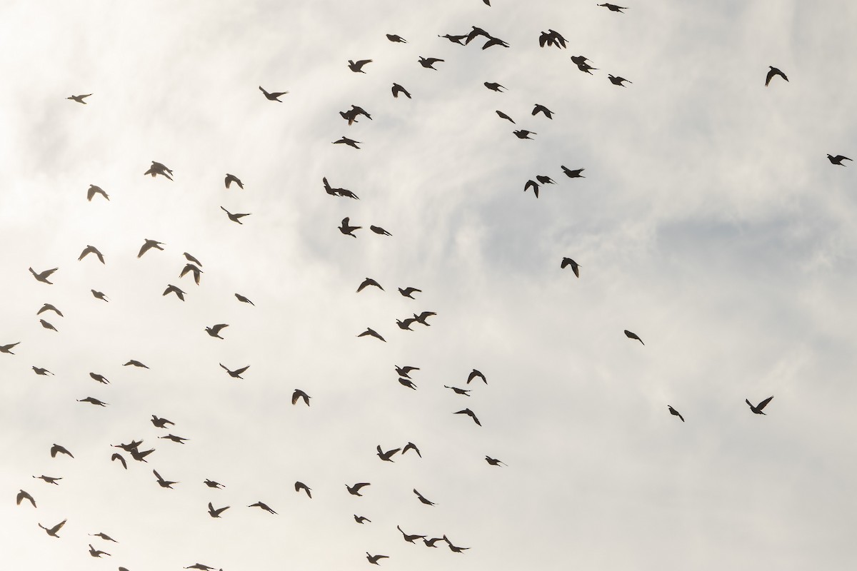 Ringeltaube - ML647065833