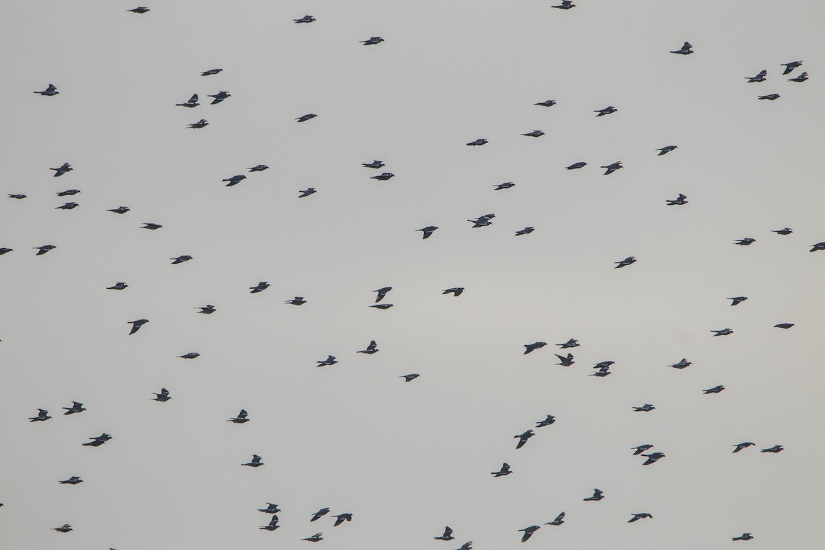 Ringeltaube - ML647065834