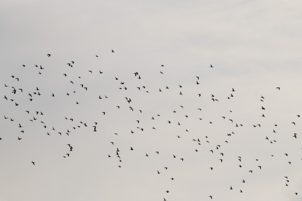 Ringeltaube - ML647065835