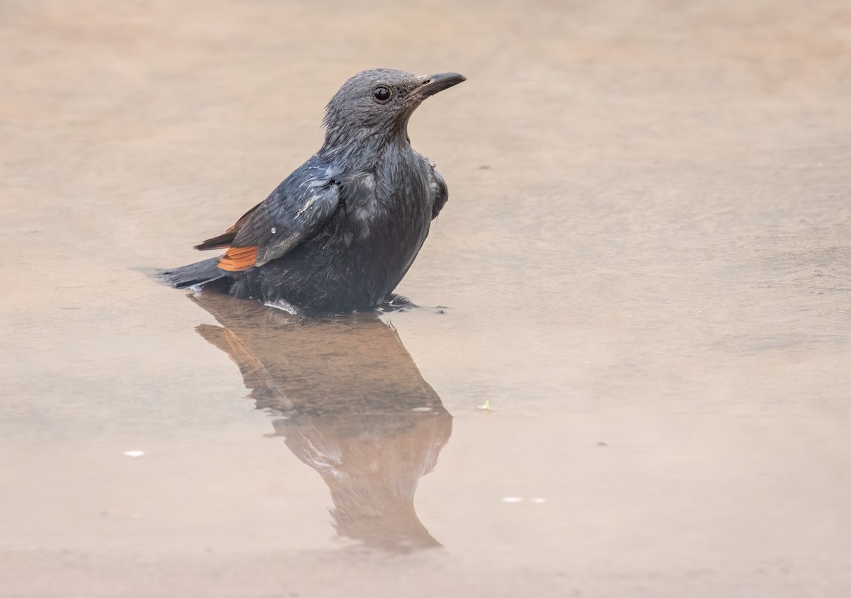 Red-winged Starling - ML647065837