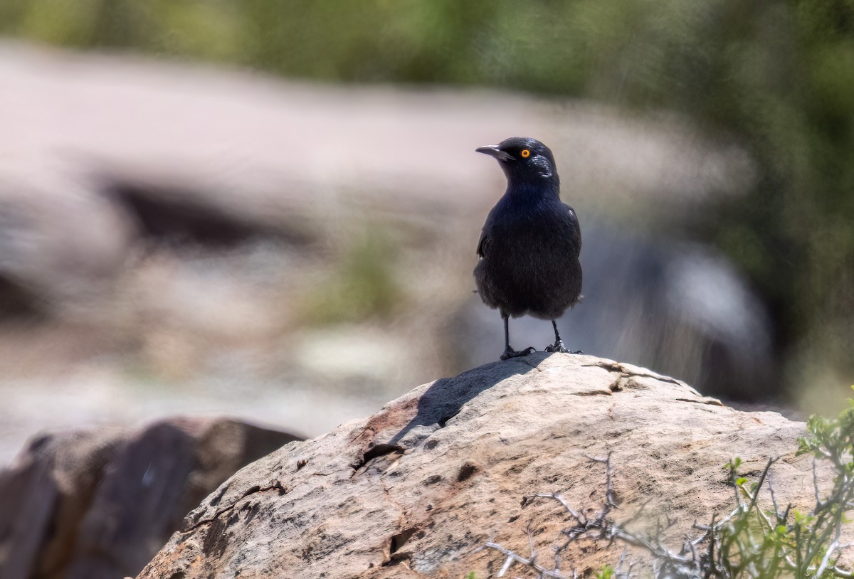 Pale-winged Starling - ML647065838