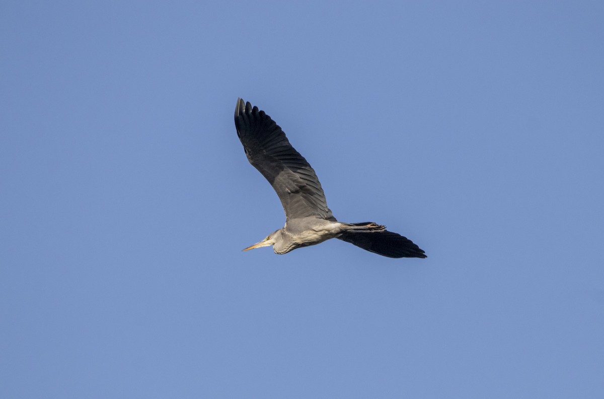 Gray Heron - ML647065842