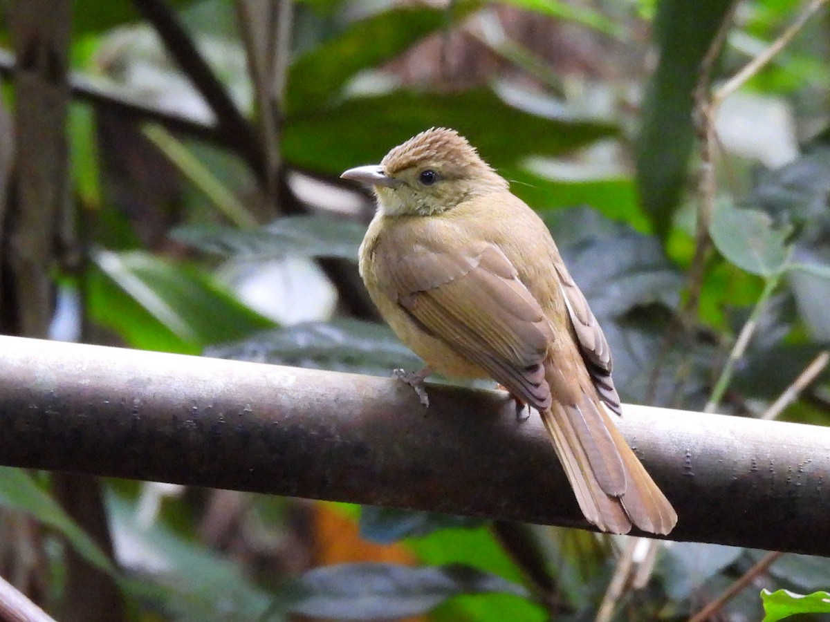 Olive Bulbul - ML647065843