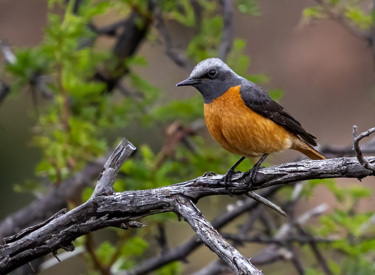 Short-toed Rock-Thrush - ML647065845