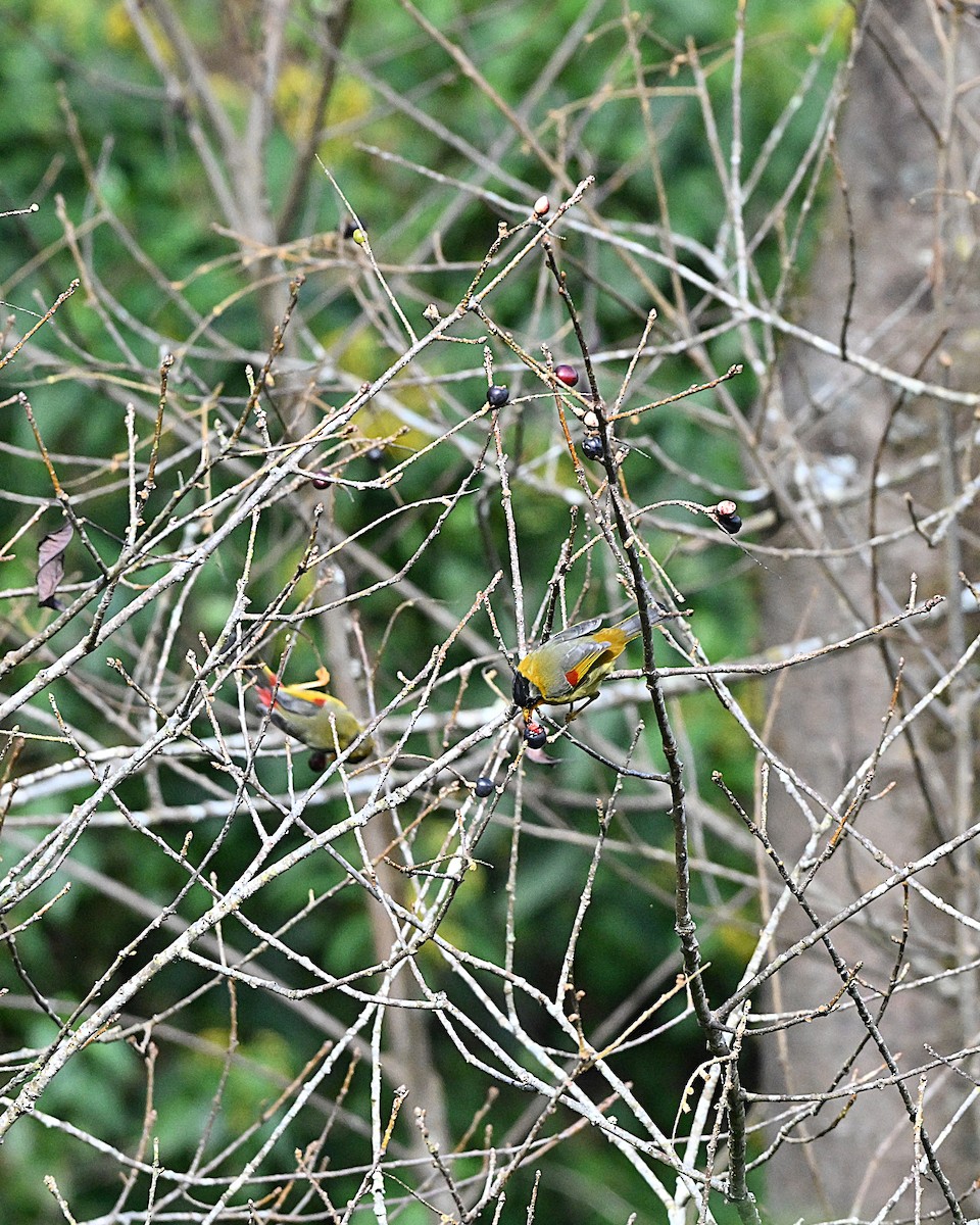 Silver-eared Mesia - ML647065846