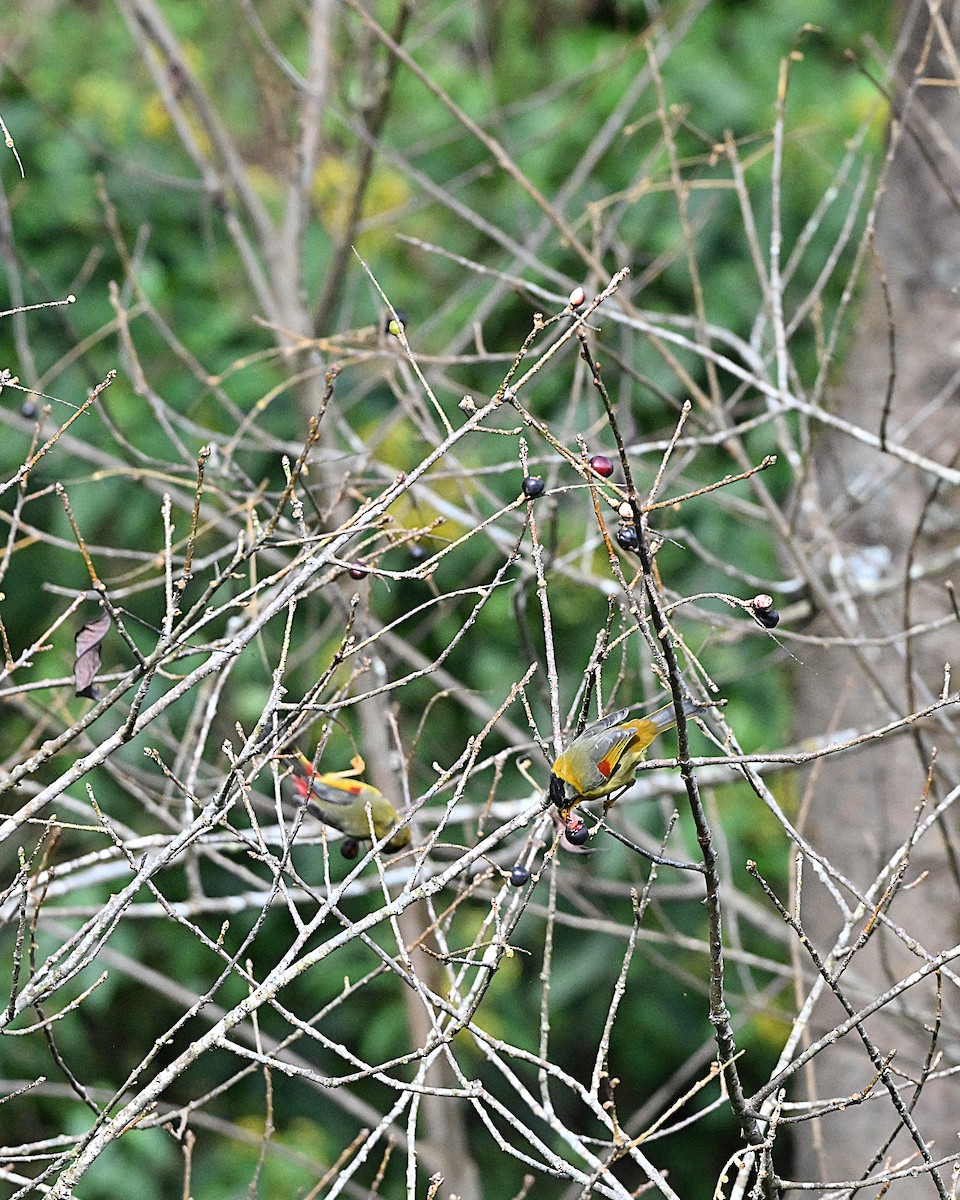 Silver-eared Mesia - ML647065847