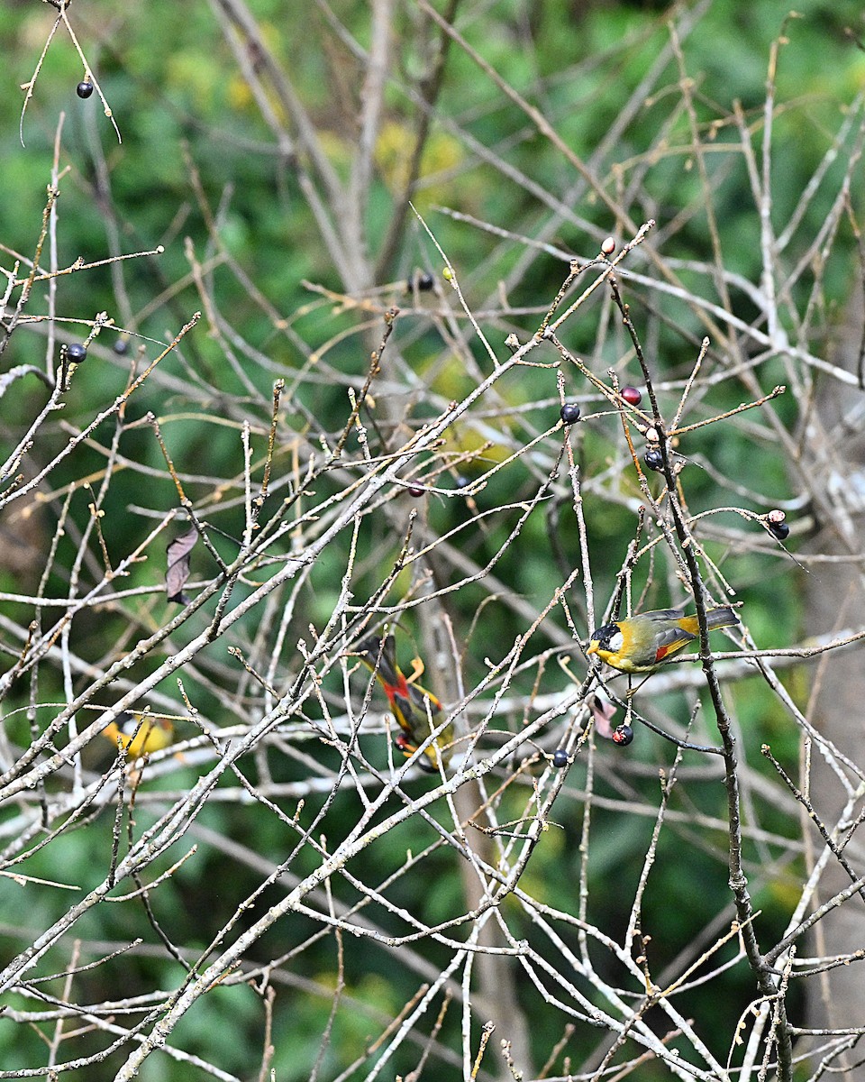 Silver-eared Mesia - ML647065848