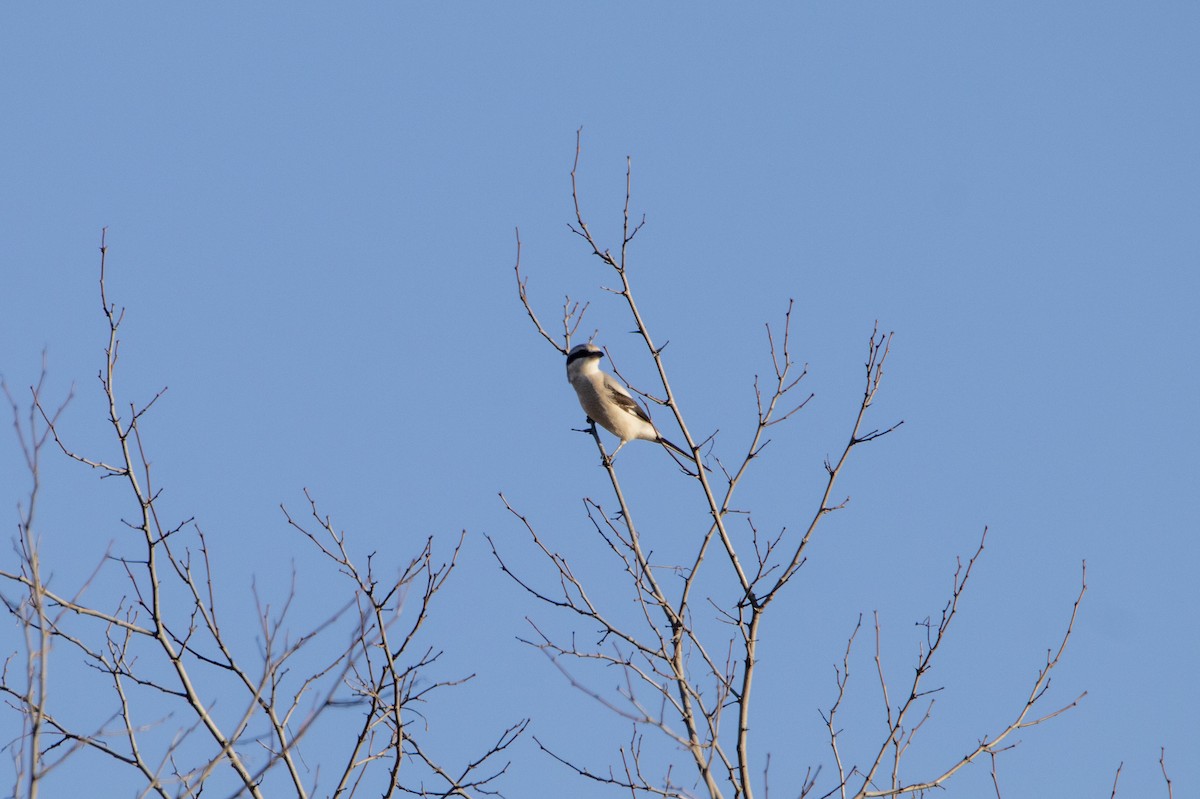 西方灰伯勞 - ML647065849