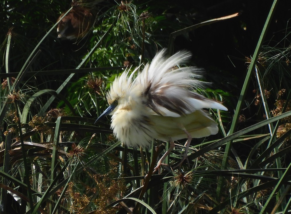 Malagasy Pond-Heron - ML647065850