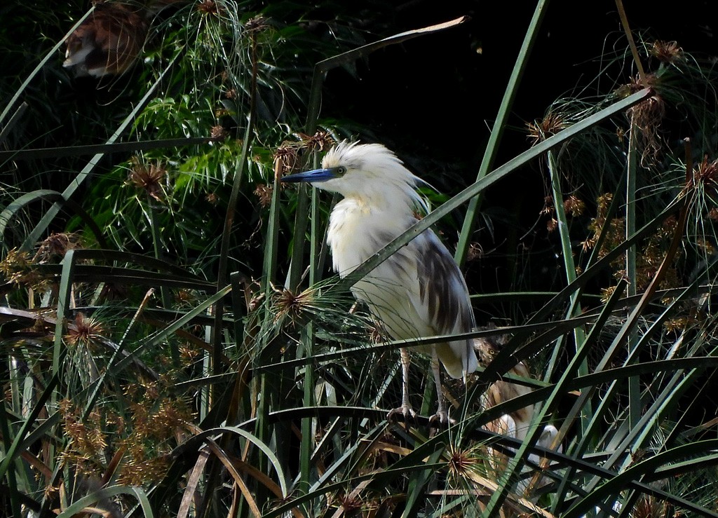 Malagasy Pond-Heron - ML647065851